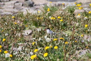 Küstenseeschwalbe beim Brüten am Eidersperrwerk